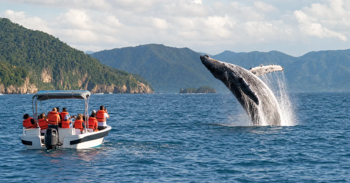 Avistamiento de ballenas en Samaná 2027: fechas, excursiones y consejos